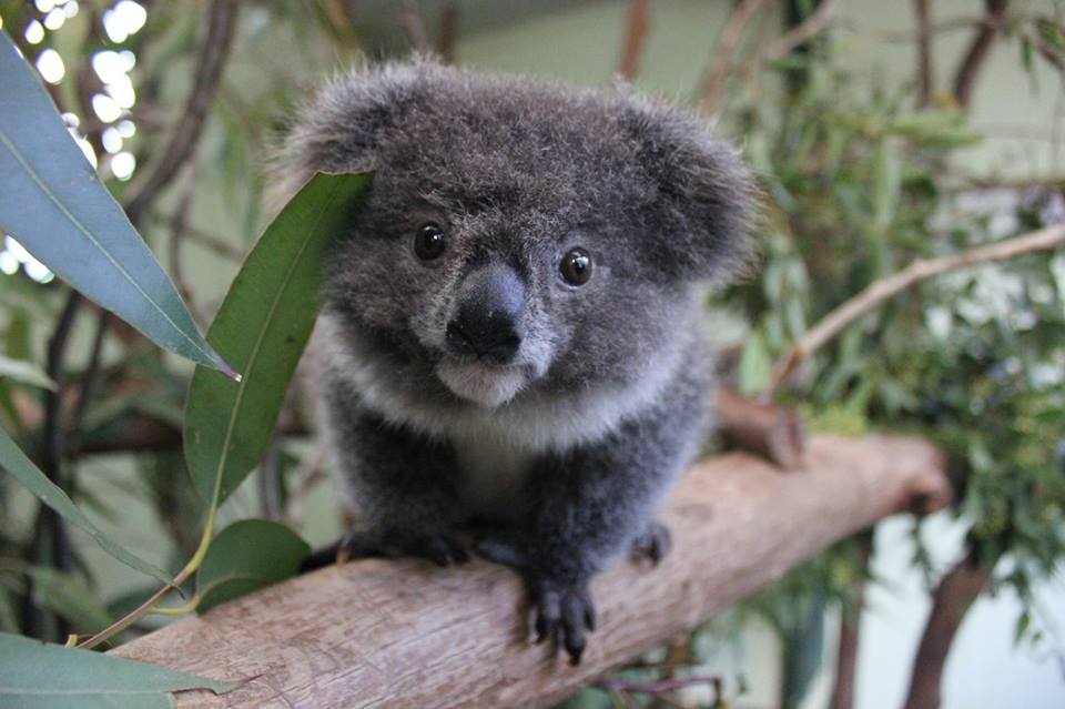 The tiniest Koala. Aww