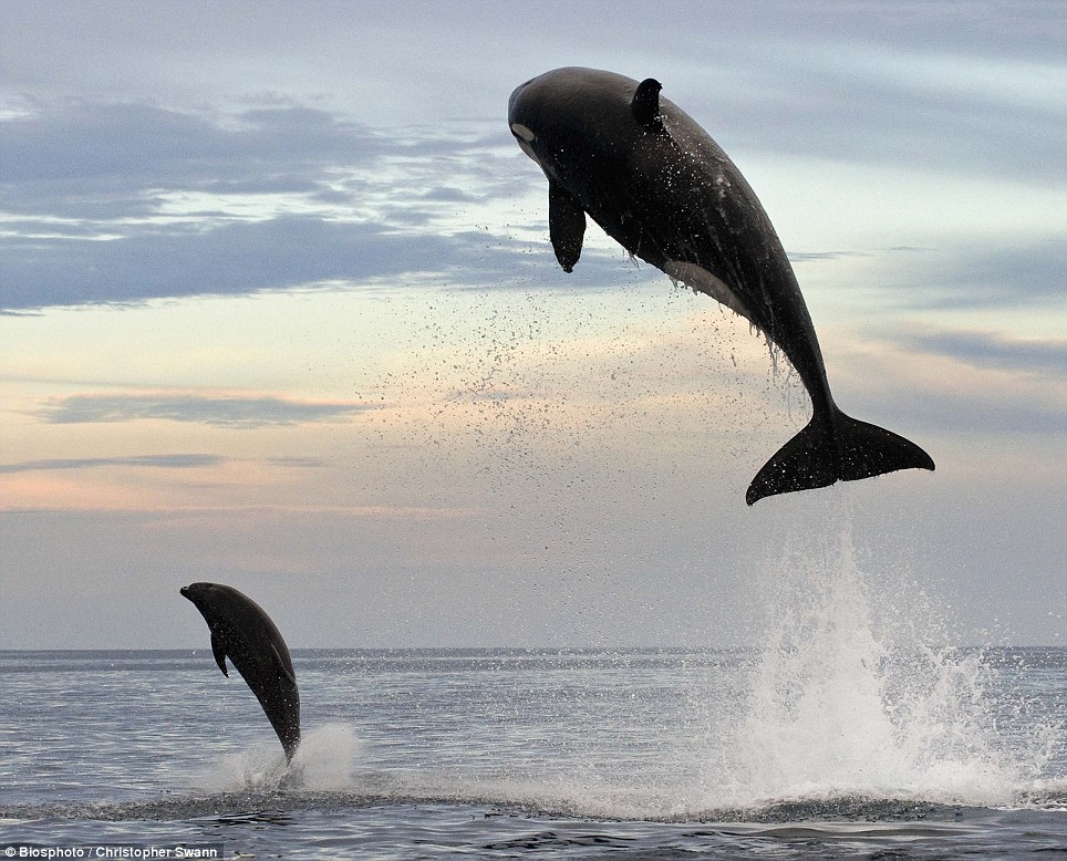 An 8 ton orca jumps 15 feet in the air chasing after dolphin.