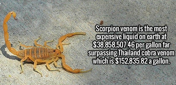 arizona bark scorpion - Scorpion venom is the most expensive liguid on earth at $38,858,507.46 per gallon far surpassing Thailand cobra venom which is $152,835.82 a gallon.