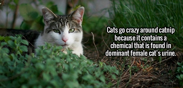 grass - Cats go crazy around catnip because it contains a chemical that is found in dominant female cat's urine.