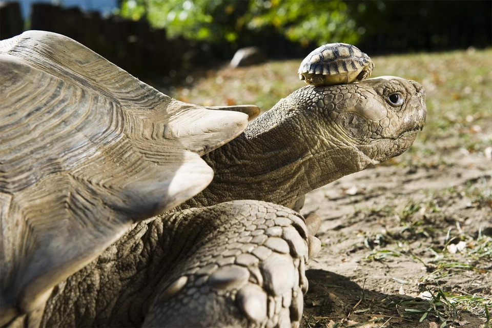 A 140-year-old tortoise wearing her 5-day-old son as a hat.