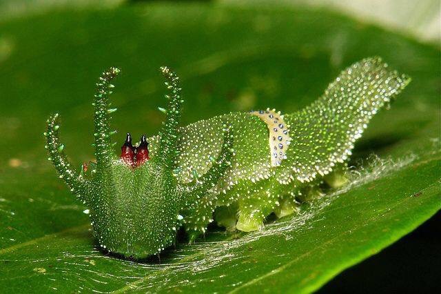 The Dragonhead Caterpillar.