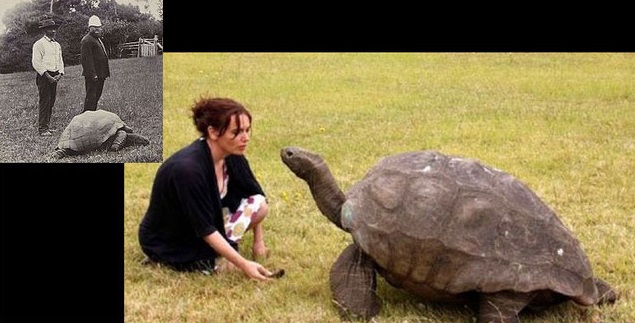 On the left: a tortoise aged 70 in 1902. On the right: the same tortoise in 2015.