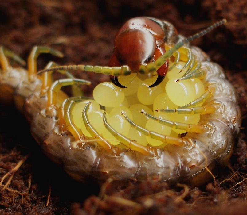 A Giant Centipede holding her eggs.