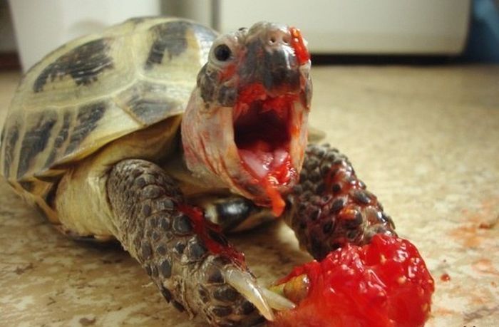 A turtle eating a strawberry.