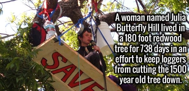 tree - A woman named Julia Butterfly Hill lived in a 180 foot redwood tree for 738 days in an effort to keep loggers from cutting the 1500 year old tree down.