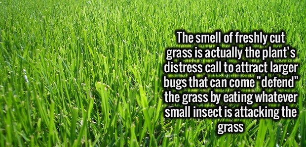 grassland fun fact - The smell of freshly cut grass is actually the plant's distress call to attract larger bugs that can come "defend" the grass by eating whatever small insect is attacking the grass