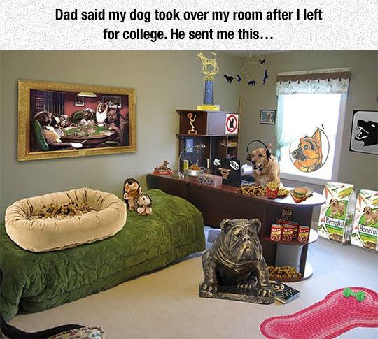 funny kid pranks on parents - Dad said my dog took over my room after I left for college. He sent me this... Beneful
