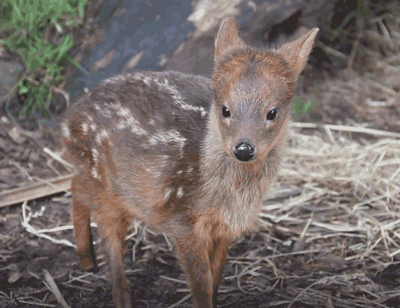 World’s smallest Deer Species born in NYC Zoo weighs only 1 pound.