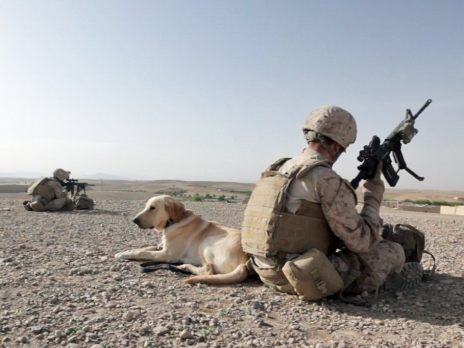 Marines and their companions