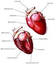 This one I posted because it shows how a human heart is like a cat heart.
