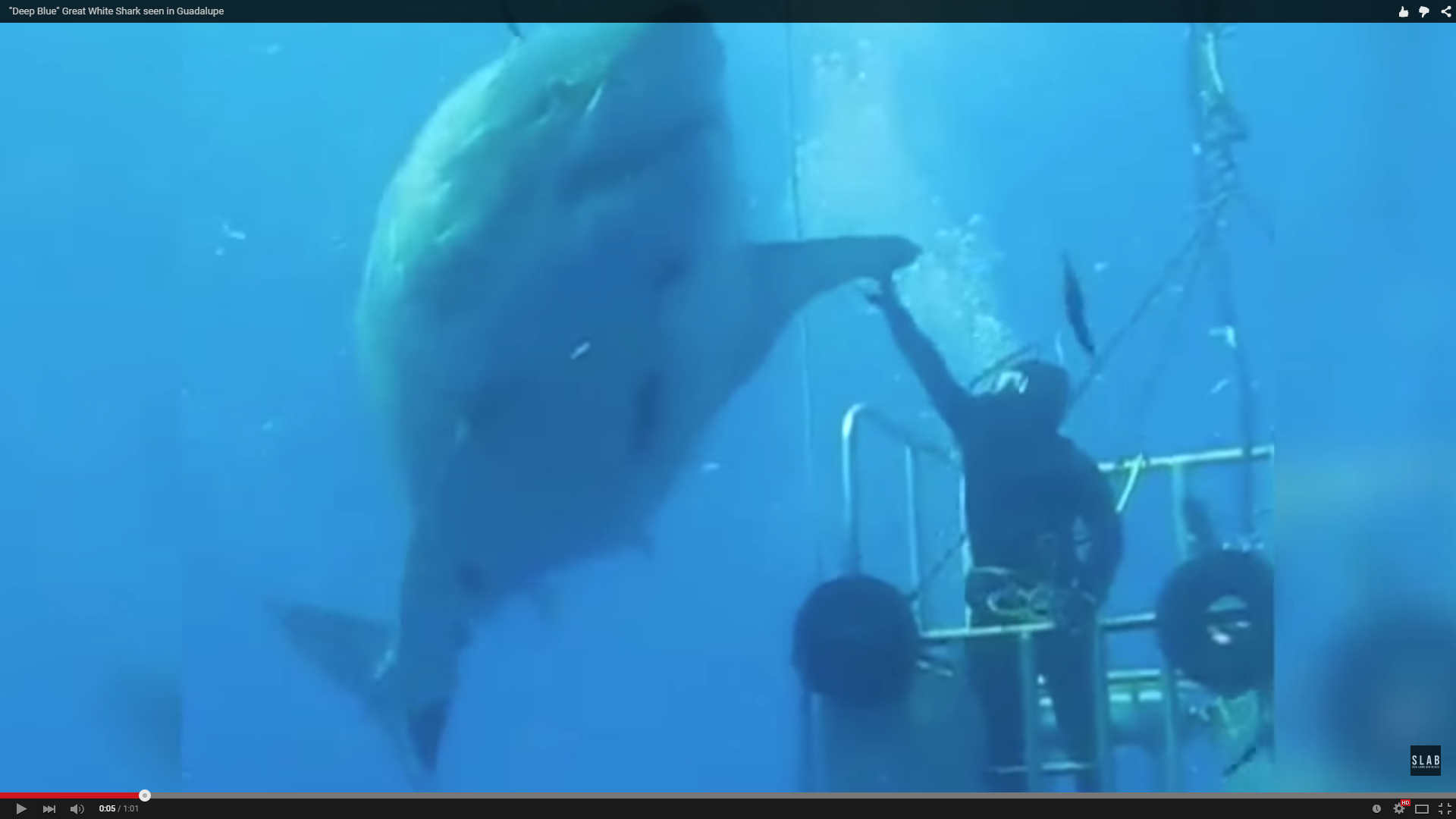 That's a big ass shark.  Hi 5 it!