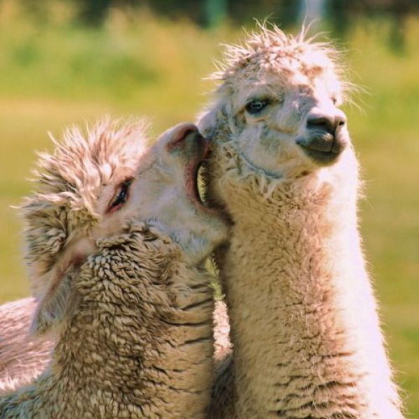hey sexy llama let me whisper in your ear.....