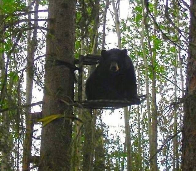 in russia, bear hunts you!