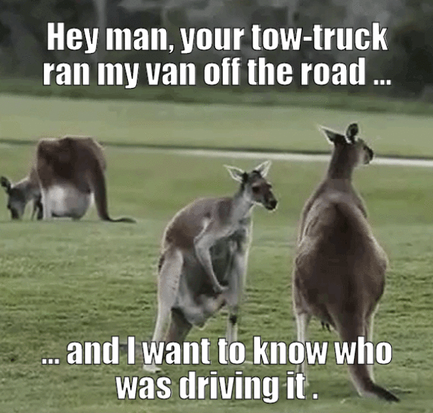 Kangaroo is Upset Tow-Truck Ran Him Off the Road