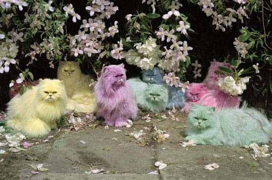 A full spectrum of Grumpy Cats