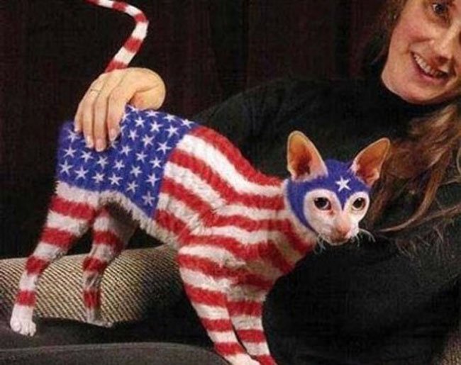 Because cats love freedom too