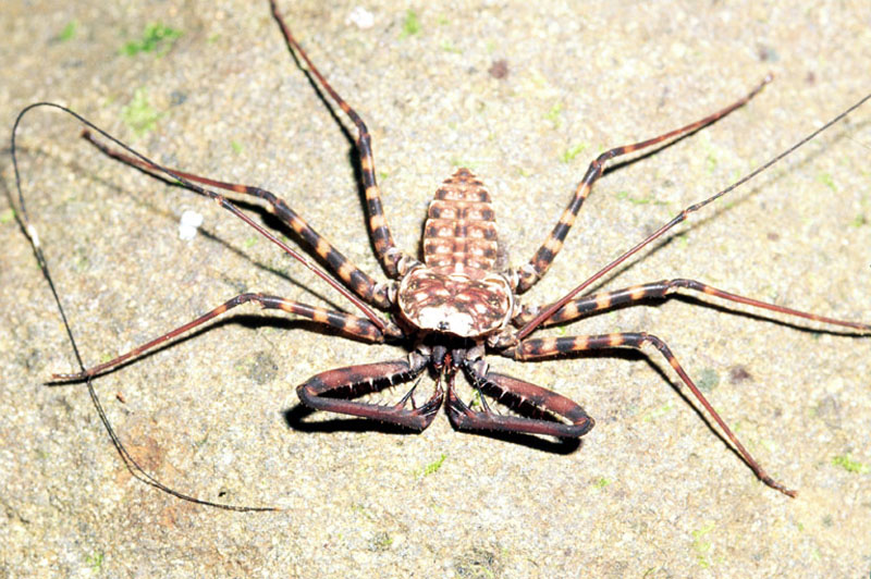 Amblypygi - Spider or Scorpion?