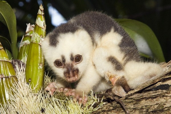 Spotted Cuscus