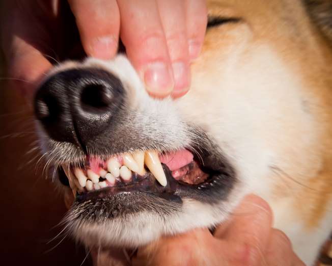 "I rang a doorbell on a rural property and two dogs came from out of nowhere (an Alsatian and a Doberman) and bounded toward me snarling. I couldn't think of anything else to do but lower the pizza box in front of me to block them. It worked as the dogs started sniffing at the box and lost interest in me. When the woman answered the door, she was startled to see the dogs out and said I was lucky."