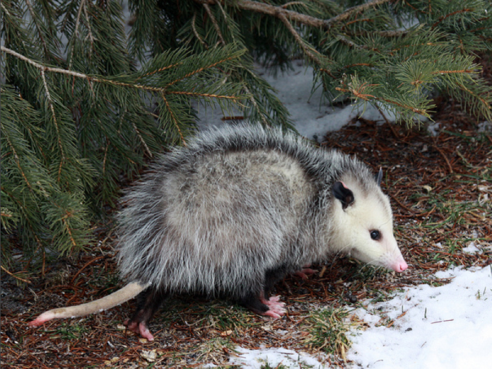 "One day I had a delivery to a mobile home in a trailer park. I stood on the second of the 3 small steps in front of the door and knocked.
He says, 'Watch out, there's an opossum under the stairs. Oh, sh**! It's on the stairs right behind you!!' I calmly turn around, certain he's pranking me, and see on the bottom stair… a ferret.
'That's not a opossum, that's a ferret.'
'Are you sure?'
'Umm… yeah.'
At this point, the ferret saw the nice, warm room at the top of the stairs and RAN past me, past the guy, and into his living room. The guy SCREAMED! So, being my helpful self, ran in to catch the little bugger. I should probably mention here that I am a 5′0″ little girl, weighing around 90 pounds. I should also probably mention that ferrets run very fast, and that grown men have very high-pitched screams.
I finally caught it, with the guy thanking me profusely, and took it back to work to find someone who wanted it."