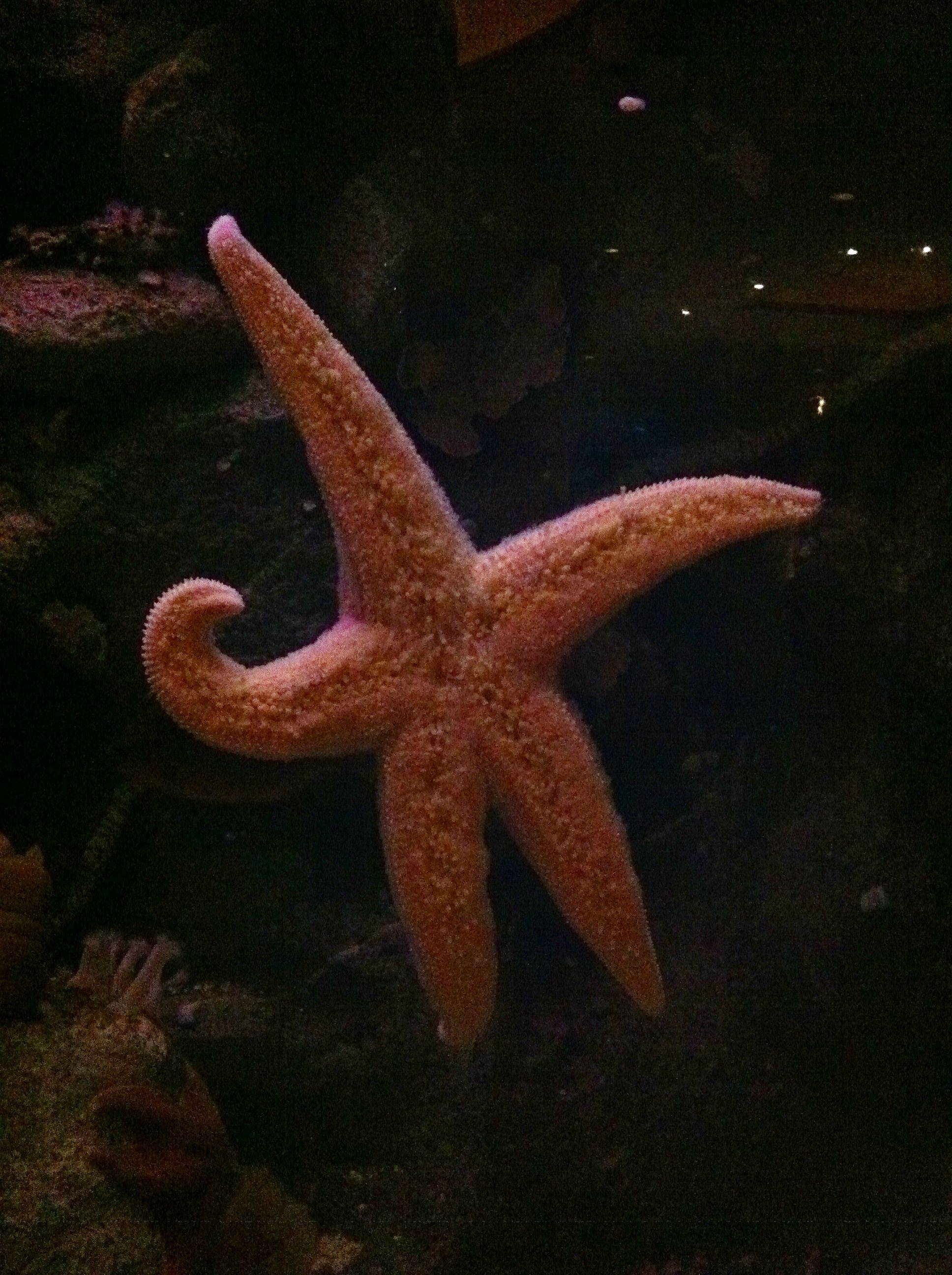 The starfish bearing a striking resemblance to Usain Bolt...