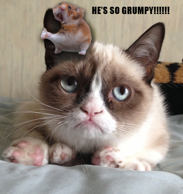 grumpy cat moods