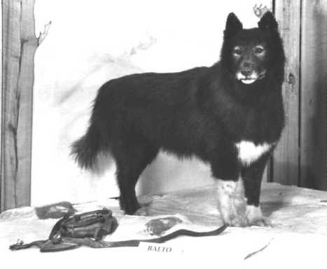 BALTO! The Siberian husky that led his team 650 miles from Nenana to Nome carrying Diptheria serum