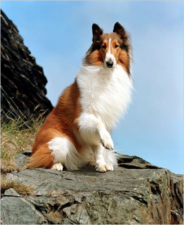 Lassie!! The most famous dog on earth was actually a male dog called Pal. He was chosen to portray Lassie in the film called, Lassie Come Home