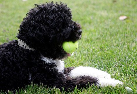 BO OBAMA! The First Dog of the USA. Bo is a male Portuguese Water Dog and was chosen because of Malia Obamas allergies.