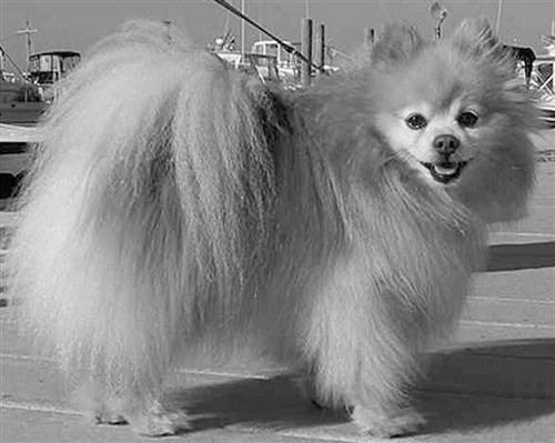 LADY  the Titanic Canines. A baby Pomeranian named Lady was one of three dogs to survive the sinking of the Titanic, out of 12 canines on board.