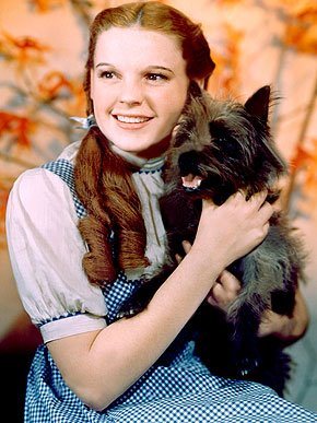 Toto was Dorothys dog in The Wonderful Wizard of Oz by L. Frank Baum. A mischievous dog portrayed as a Cairn Terrier in the movie The Wizard of Oz starring Judy Garland.