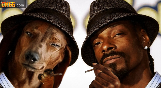 Snoop "lion" lol