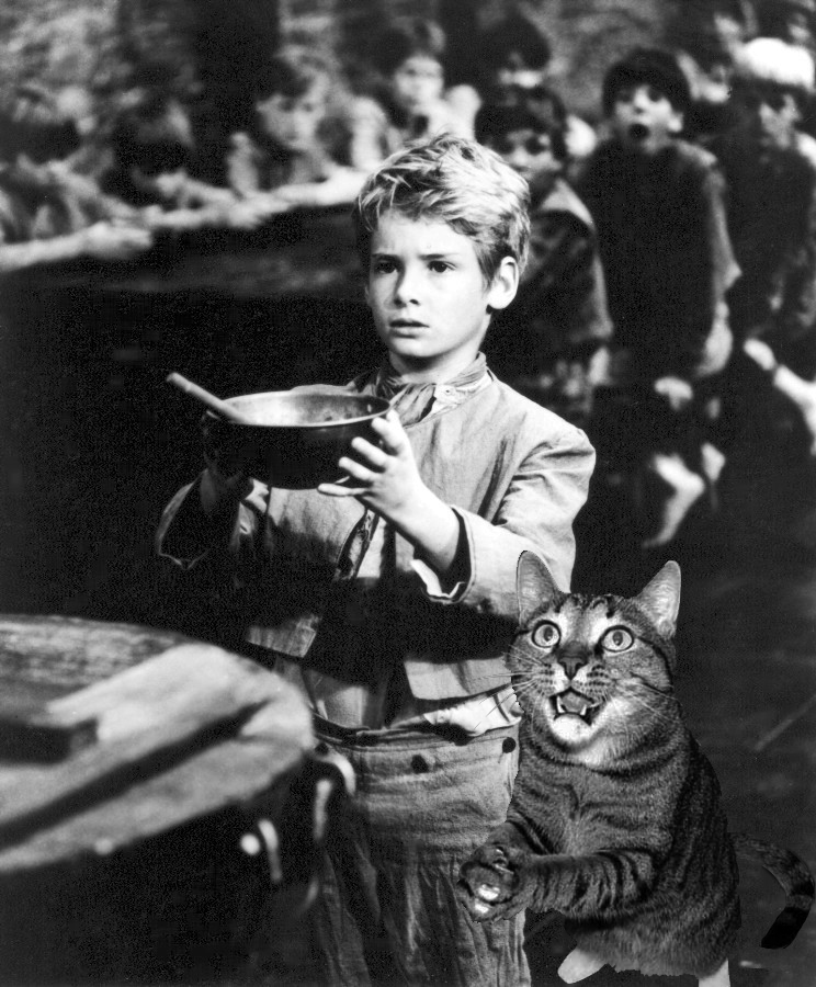 Oliver Twist - Director's Cat