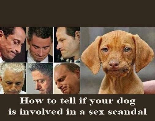how to tell if your dog is involved in a sex scandle