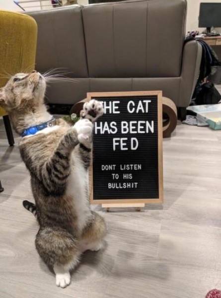 cat has been fed - The Cat Has Been Fed Dont Listen To His Bullshit