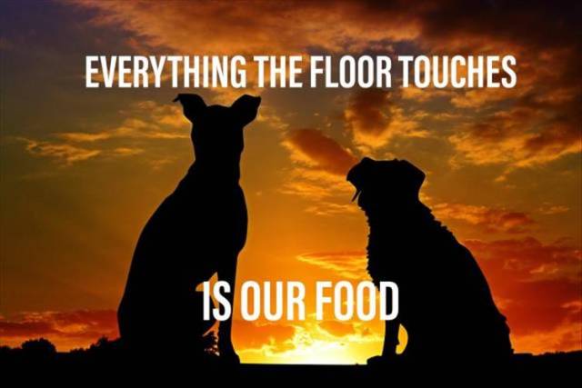 sunset dog - Everything The Floor Touches 1$ Our Food