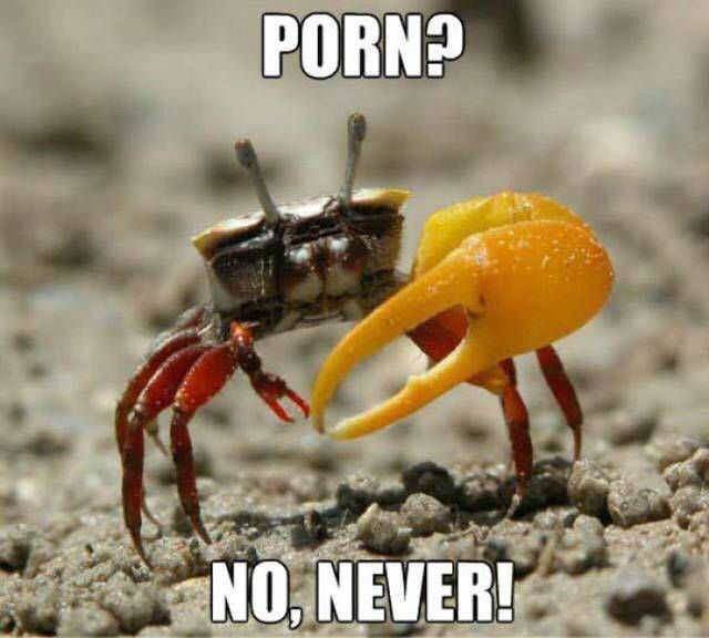 memes - fiddler crab meme - Porn? No, Never!