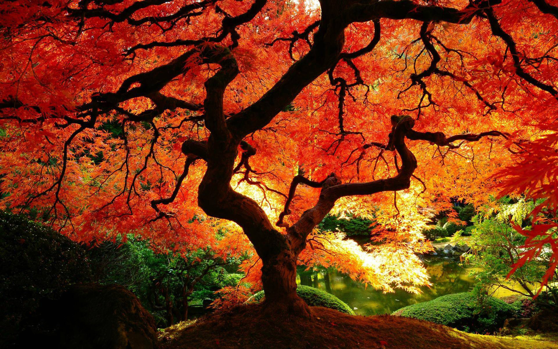 Beautiful Trees Images