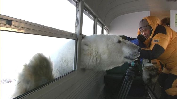 Feed a polar bear