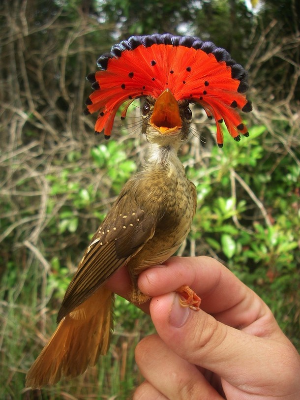 The Amazonian Royal Flycatcher