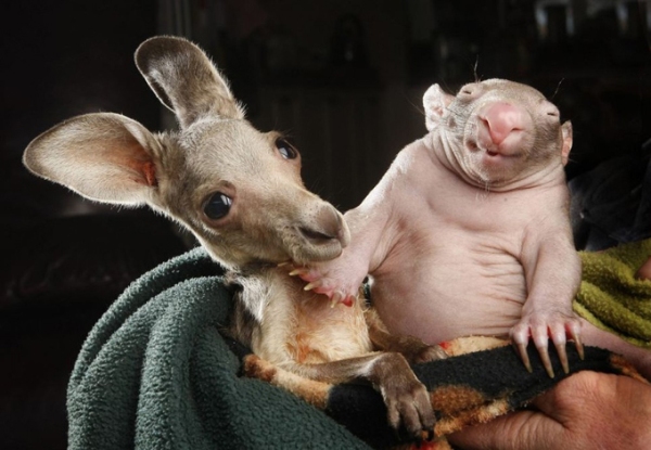 Friendship Between A Kangaroo And Wombat