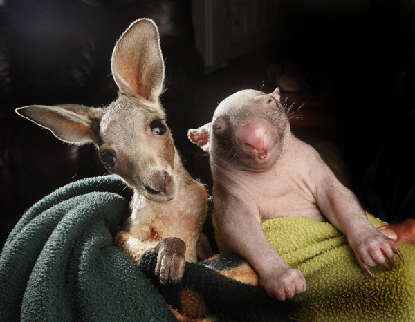 Friendship Between A Kangaroo And Wombat