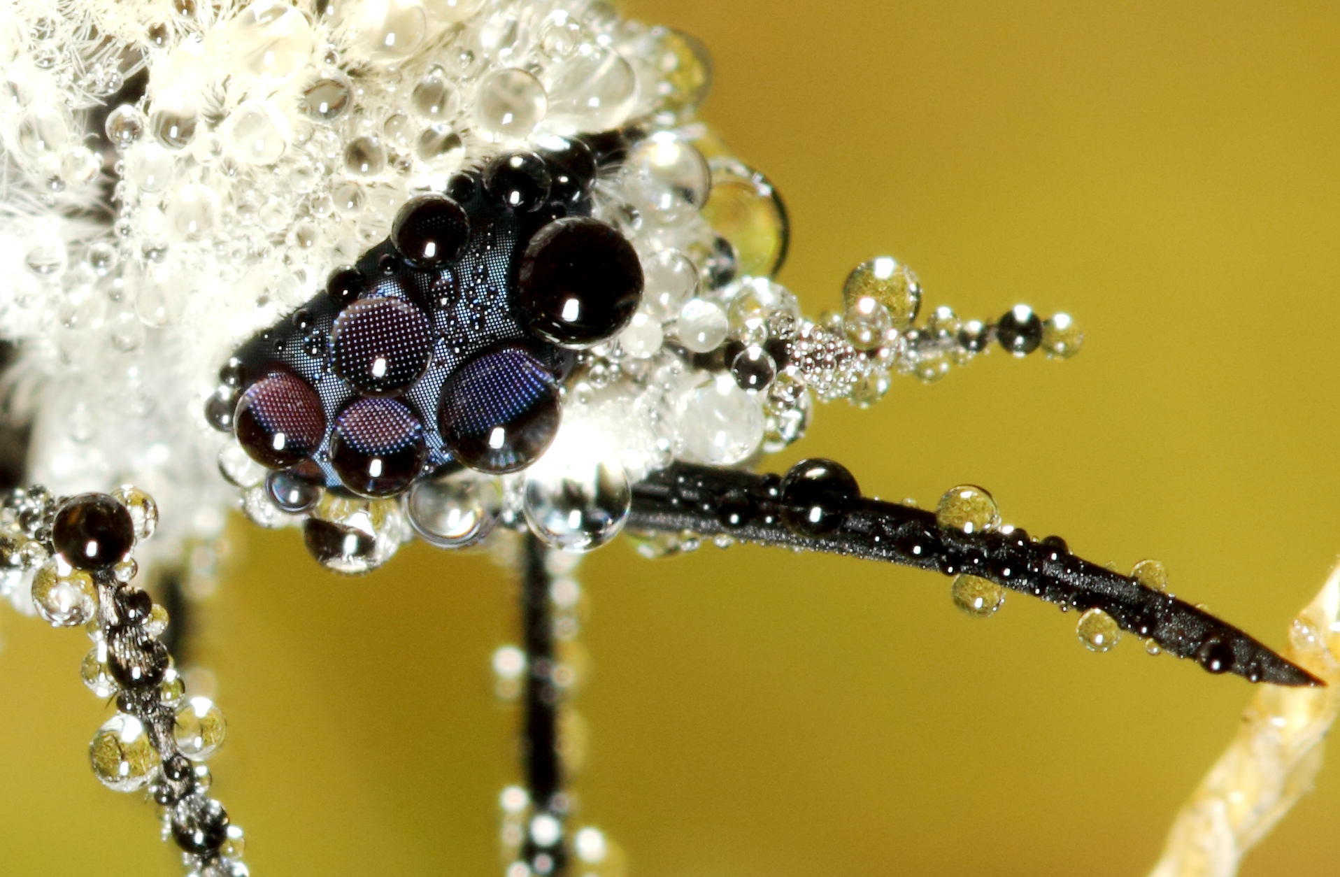 29 Insects Covered In Morning Dew