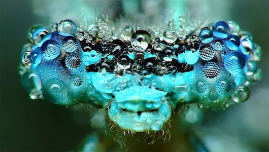 29 Insects Covered In Morning Dew