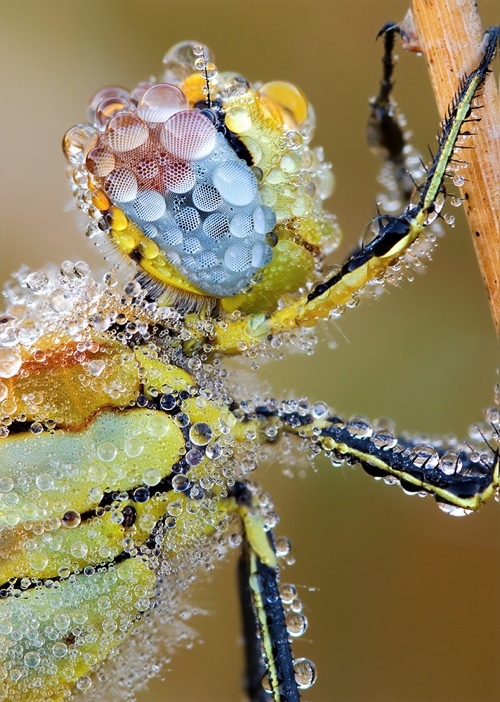 29 Insects Covered In Morning Dew