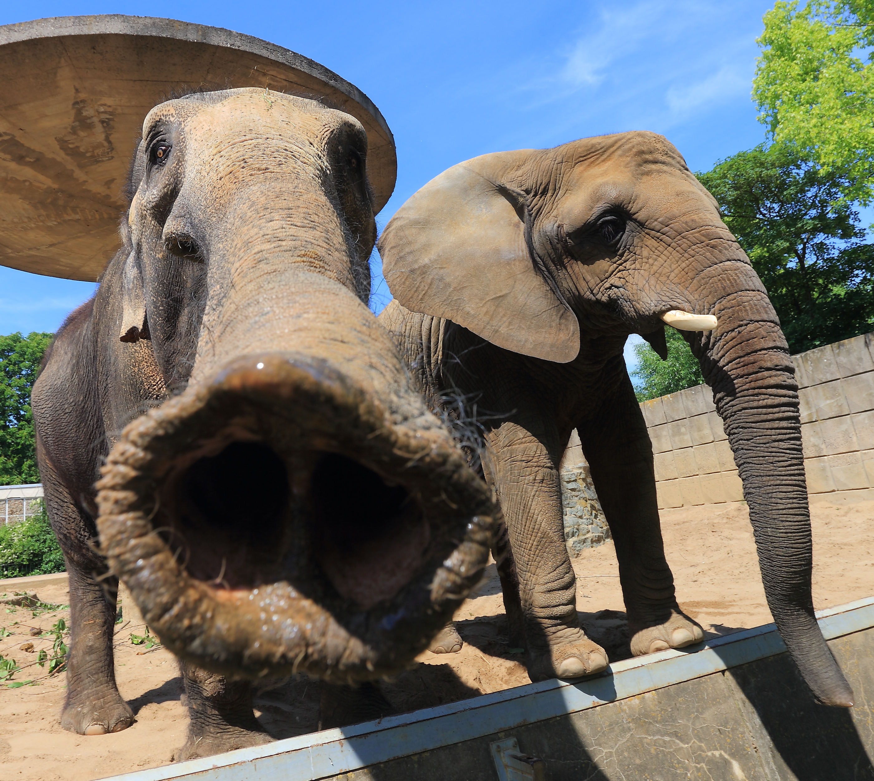 Зоопарк 1 видео. Прикольные слоны. Смешной слон. Смешной Слоник. Слон фото.
