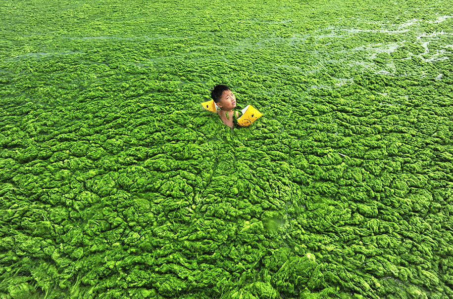 Boy Swims In Algae-filled Water, Qingdao, Shandong