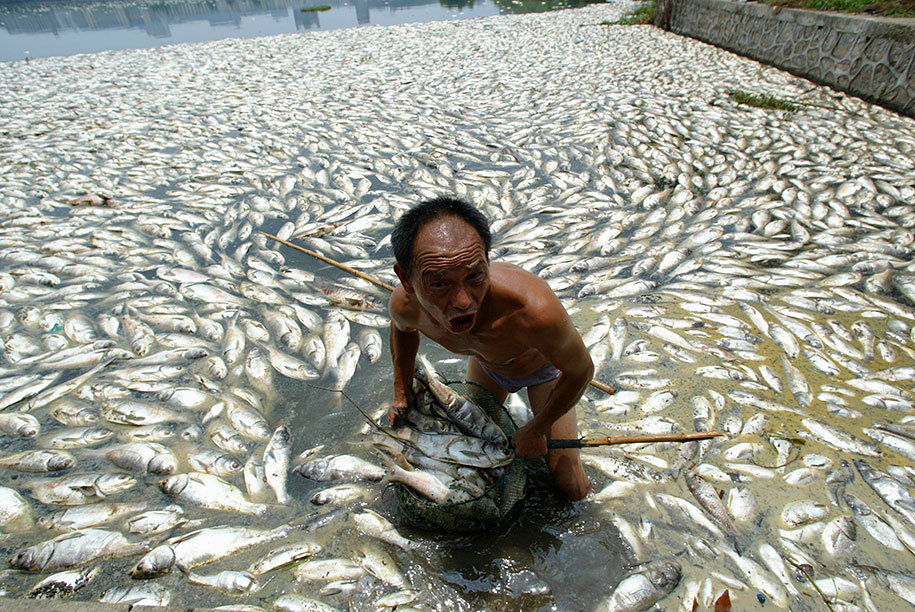 Worker Cleans Away Dead Fish At Lake In Wuhan, Central China's Hubei Province