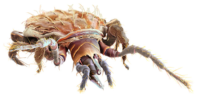 Gamasellus is a blind predator that uses sensory hairs on its front legs to locate prey and large, toothed pincers to capture them. It then injects a deadly cocktail into its victim.